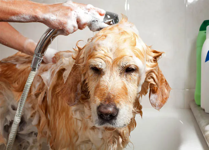 Cão recebendo banho com água climatizada no pet shop