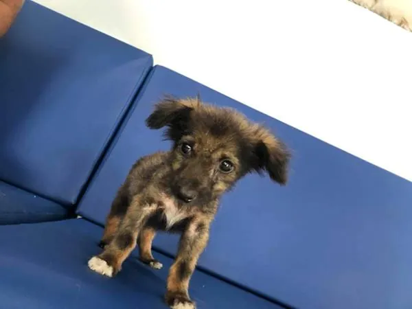 Filhote de cão na mesa de atendimento