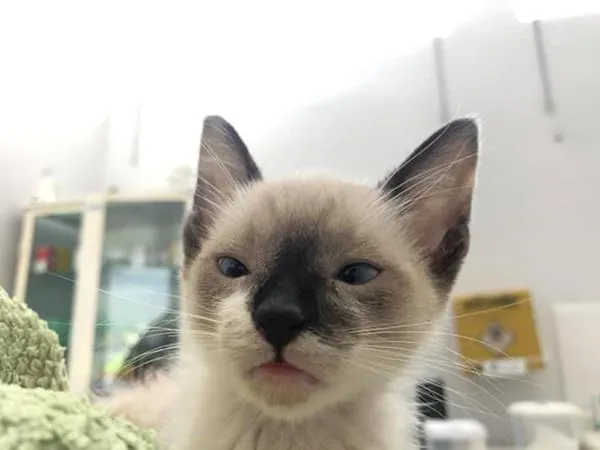 Filhote de gato siamês atendido na Clínica Veterinária Mello