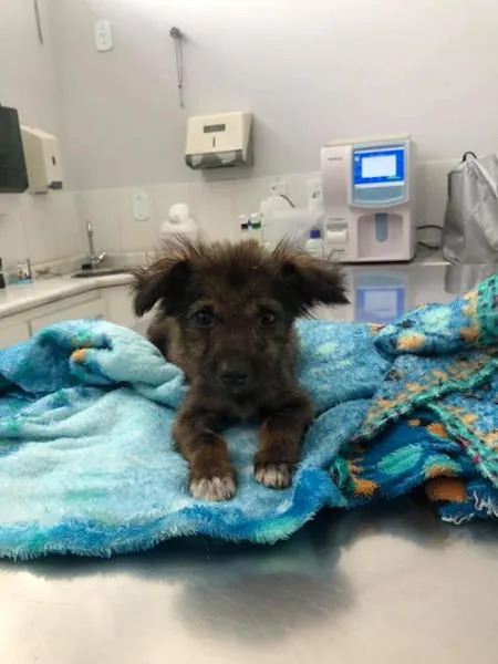 Filhote de cão em acompanhamento na clínica