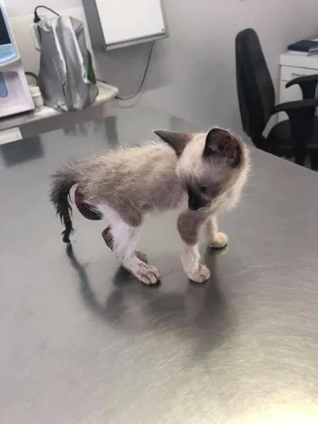 Gatinho em atendimento na clínica