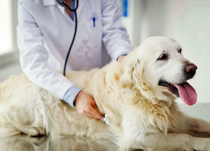 Veterinário examinando um cão golden retriever durante consulta em Lorena