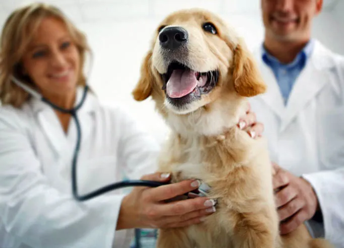 Equipe veterinária examinando um cão sorridente