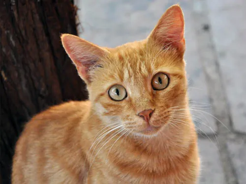 Gato laranja atento