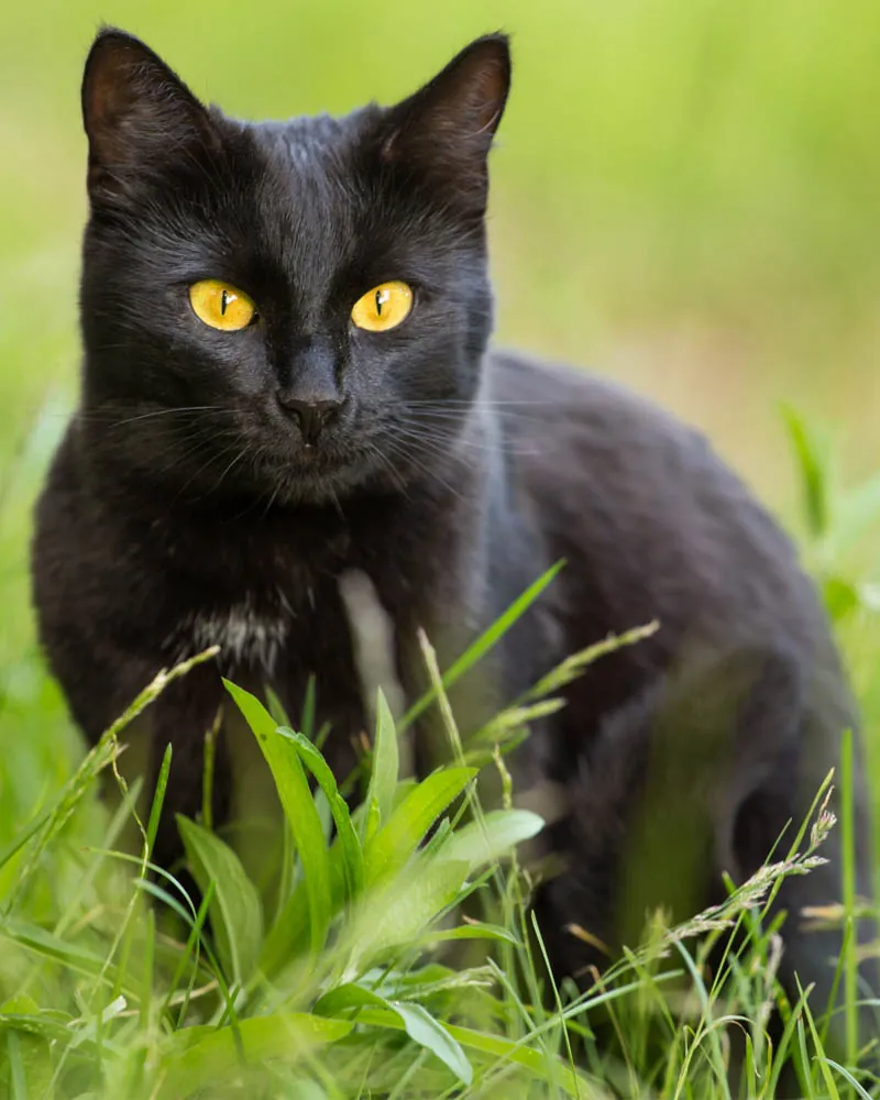 Gato preto de olhos amarelos em meio à grama
