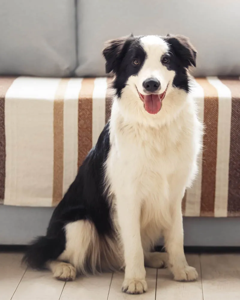 Cão border collie sentado, tranquilo e saudável