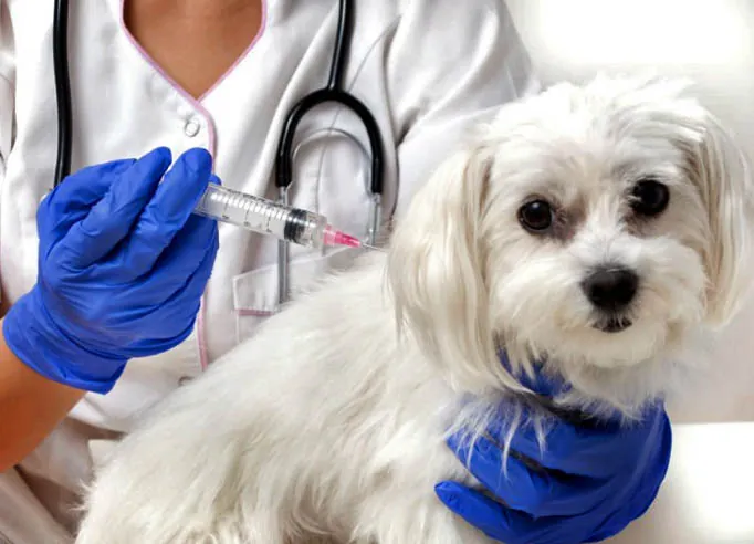 Veterinária aplicando vacina em cão de pelagem branca